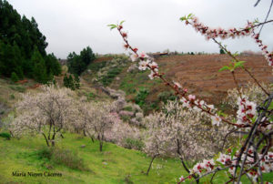 almendros